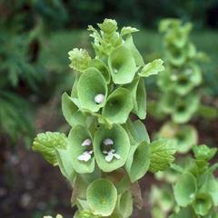 زنگوله ایرلندی